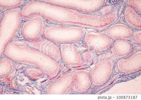 Anatomy and Histological Epididymis and Testis human cells under microscope. 100873187