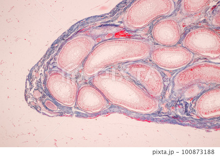 Anatomy and Histological Epididymis and Testis human cells under microscope. 100873188