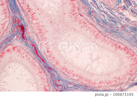 Anatomy and Histological Epididymis and Testis human cells under microscope. 100873193