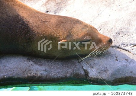 昼寝するカルフォルニア・アシカ(上野動物園/東京都台東区上野公園) 昼寝するカルフォルニア・アシカ(上野動物園/東京都台東区上野公園) 100873748