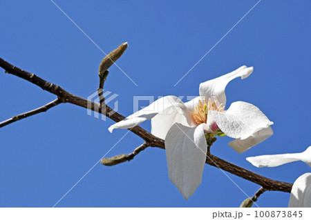 青空を背景に芳香を放つ、爽やかな純白のコブシの花 100873845