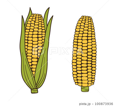 Corn simple illustration for menu. Hand drawn...のイラスト素材 [100873936] - PIXTA