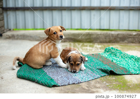 small cute dogs in the yard 100874927
