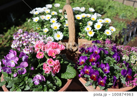 春の花壇に花の寄せ植え&寄せ鉢 春の花壇に花の寄せ植え&寄せ鉢 100874963