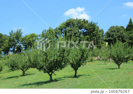 道の駅 神戸フルーツ・フラワーパーク 大沢 の新緑 道の駅 神戸フルーツ・フラワーパーク 大沢 の新緑 100876267