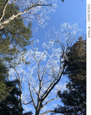 冬の木 100876302