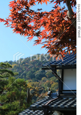 京都・嵯峨野の真っ赤に色づいた楓の紅葉 100876440