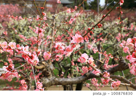 春の訪れを告げる梅の花 100876830