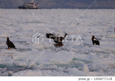 流氷の上に止まるオオワシ 100877118
