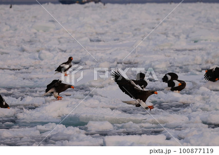 流氷の上に止まるオオワシ 100877119