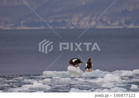 流氷の上に止まるオオワシ 100877122