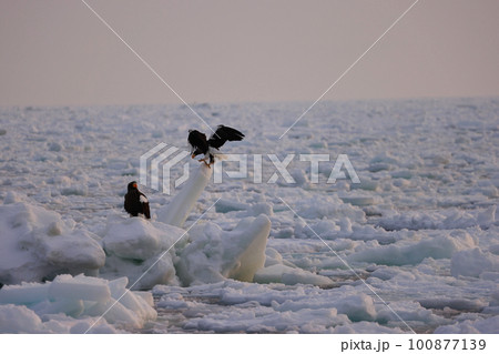 流氷の上に止まるオオワシ 流氷の上に止まるオオワシ 100877139
