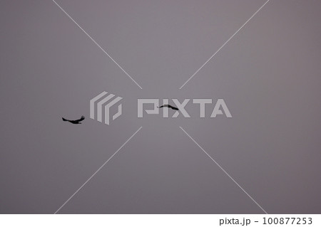 朝焼けの空を飛ぶオオワシ 100877253