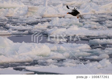 流氷の上を飛翔するオオワシ 流氷の上を飛翔するオオワシ 100877261