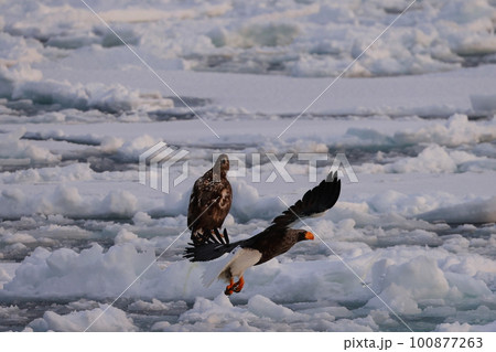 流氷の上を飛翔するオオワシ 100877263