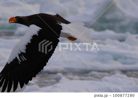 流氷の上を飛翔するオオワシ 100877280