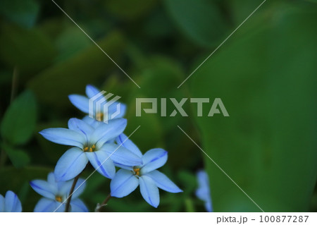 春の庭に咲く白いハナニラの花 100877287