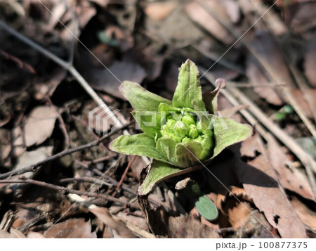 ふきのとう ふきのとう 100877375