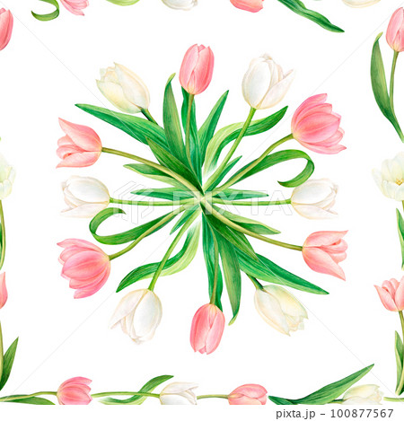 Watercolour square rapportor with beautiful pink and white tulips framed by flower stems. Perfect for napkin, postcard, sticker, fabric prints. Flowers are picked in the center on white background 100877567