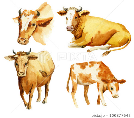 Devon Cow is a rich red or tawny colour vintage line drawing or engraving  illustration Stock Vector Image & Art - Alamy