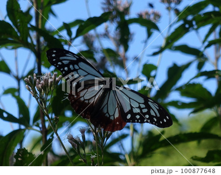 アサギマダラ　チョウ　蝶 100877648