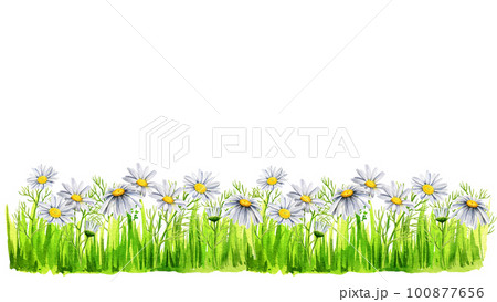Horizontal border with watercolor daisies and grass, hand-painted wildflowers, flowers stems leaves, buds of daisies, sketch 100877656