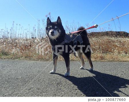 黒柴と日本の田園風景 100877660