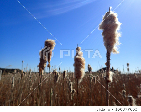 ガマの穂と青空 ガマの穂と青空 100877663
