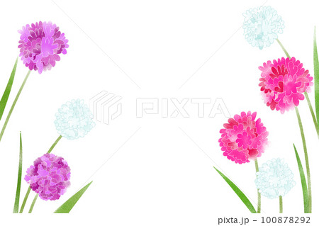 かわいいアルメリアの花のイラストカード 100878292