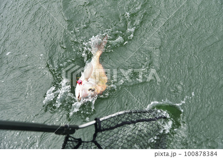 魚を玉網に収める寸前 100878384