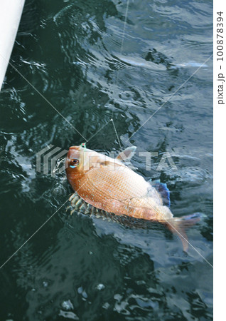 釣れた魚が水面に浮いてきたところ 釣れた魚が水面に浮いてきたところ 100878394