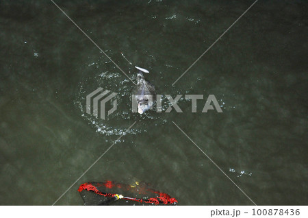 魚を手前に寄せて玉網に入れる 魚を手前に寄せて玉網に入れる 100878436
