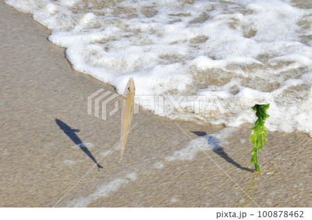 釣れたシロギスと絡まった海藻 100878462