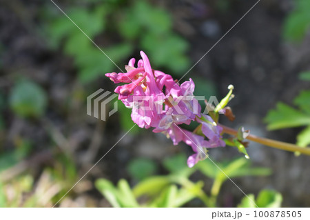 Hollowroot 100878505