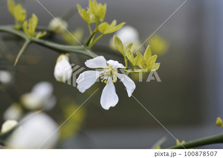 Trifoliate orange 100878507