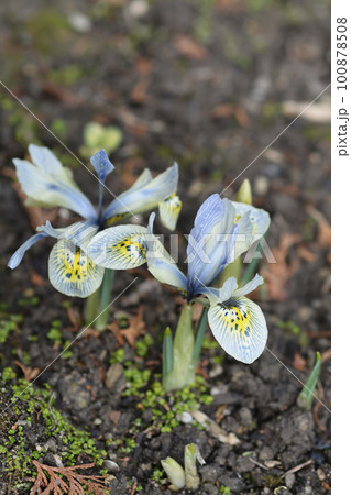 Iris Katherine Hodgkin 100878508