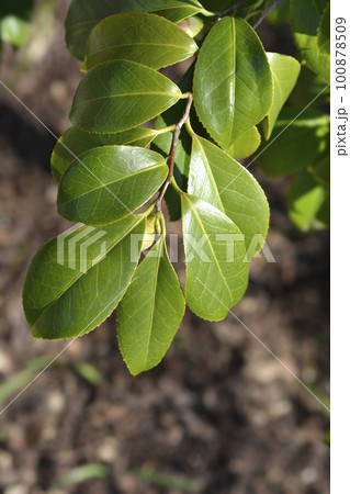 Camellia 100878509