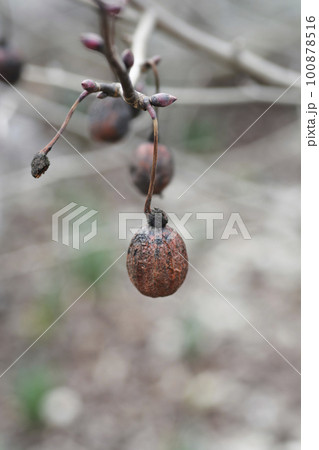 Handkerchief tree Handkerchief tree 100878516
