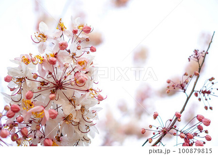 Kalaphruek has the scientific name Cassia bakeriana craib in the family LEGUMINOSAE CAESALPINIOIDEAE. the same as cassia therefore have some similarities, such as the shape of the leaves.Kalaphruek 100879815