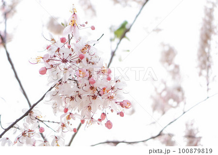 Kalaphruek has the scientific name Cassia bakeriana craib in the family LEGUMINOSAE CAESALPINIOIDEAE. the same as cassia therefore have some similarities, such as the shape of the leaves.Kalaphruek 100879819