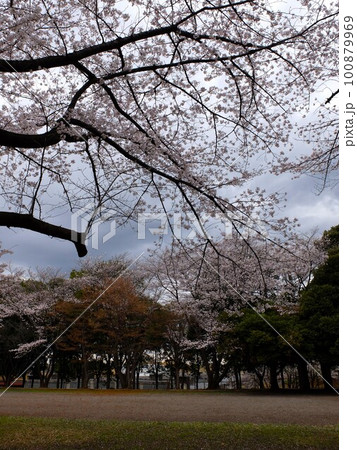 桜の新座栄緑道 100879969