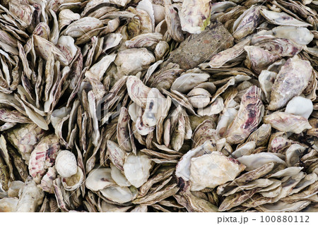 Background of shells of the sea 100880112