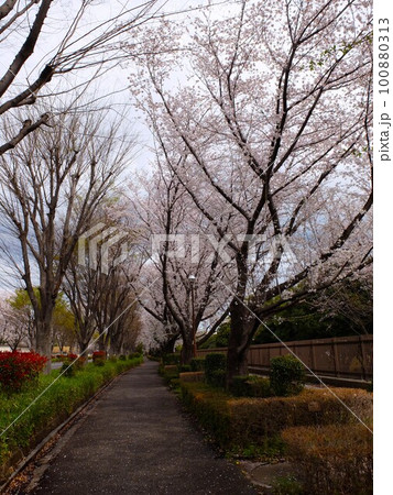 桜の新座栄緑道 桜の新座栄緑道 100880313
