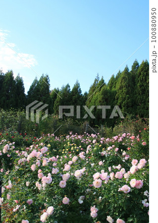 秋の青空と白い雲とバラ(兵庫県加東市:播磨中央公園) 秋の青空と白い雲とバラ(兵庫県加東市:播磨中央公園) 100880950