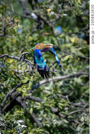 Lilac-breasted roller flies past tree dropping wings 100881630
