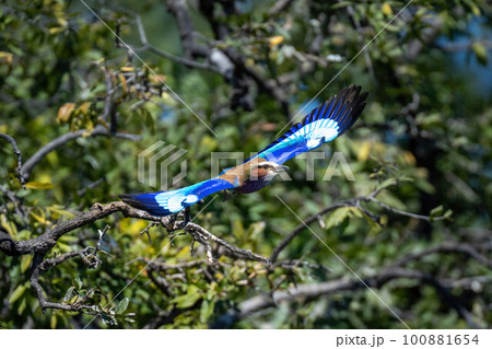Lilac-breasted roller glides past tree spreading wings Lilac-breasted roller glides past tree spreading wings 100881654