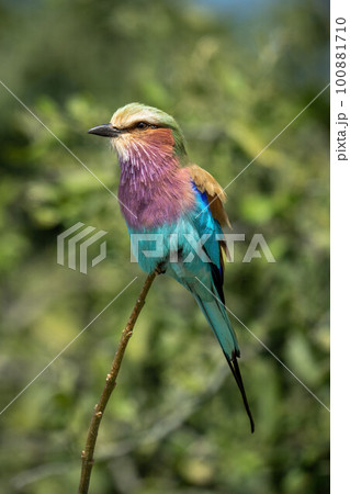 Lilac-breasted roller with catchlight near thick bushes 100881710