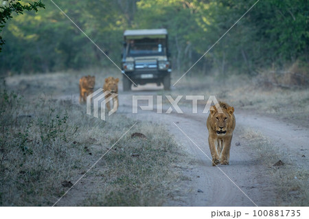 Lions walking along track away from jeep Lions walking along track away from jeep 100881735