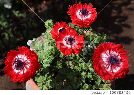 赤いアネモネの花 赤いアネモネの花 100882430