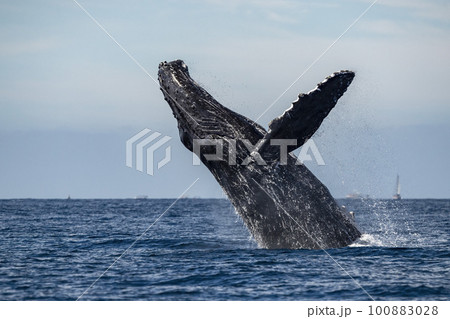 humpback whale breaching in cabo san lucas baja california sur mexico pacific ocean humpback whale breaching in cabo san lucas baja california sur mexico pacific ocean 100883028